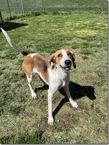 Farrah Elegant Companion Houndy Girl  Fostering in Norwalk CT