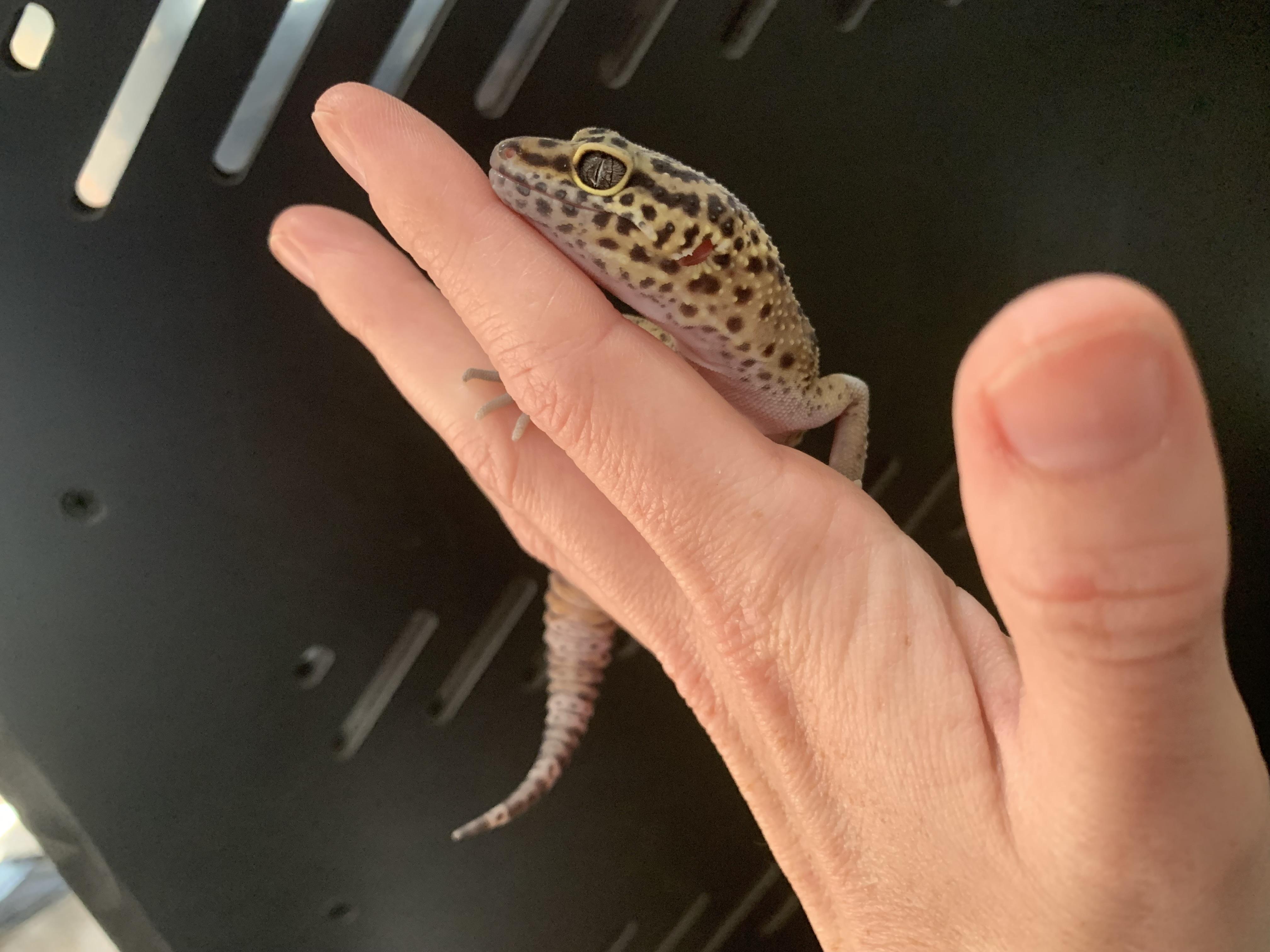 Butters, Adopted, Adult Female Gecko.