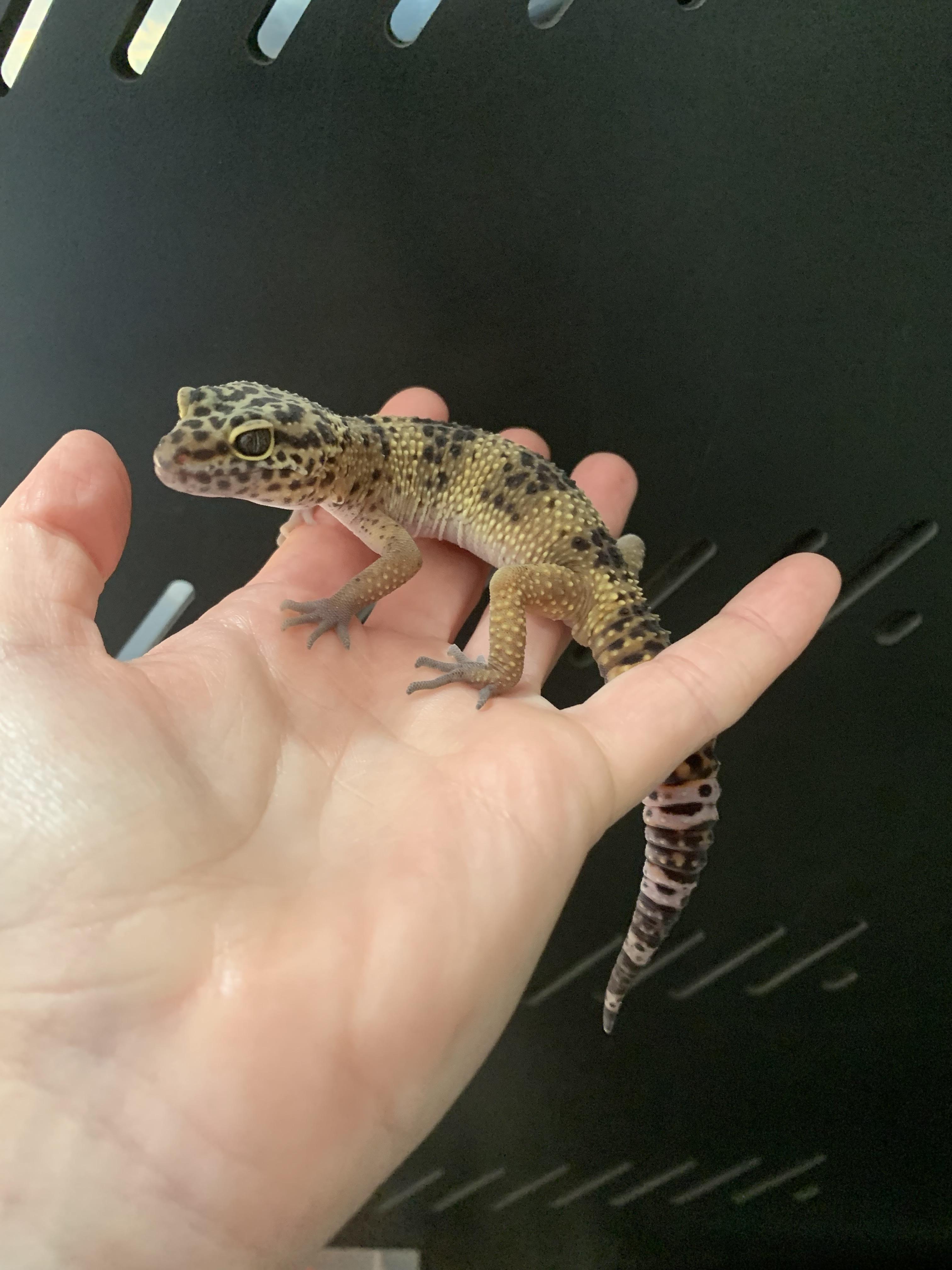 Enlarge Butters, a Adopted Gecko in Raleigh, NC image 5/5