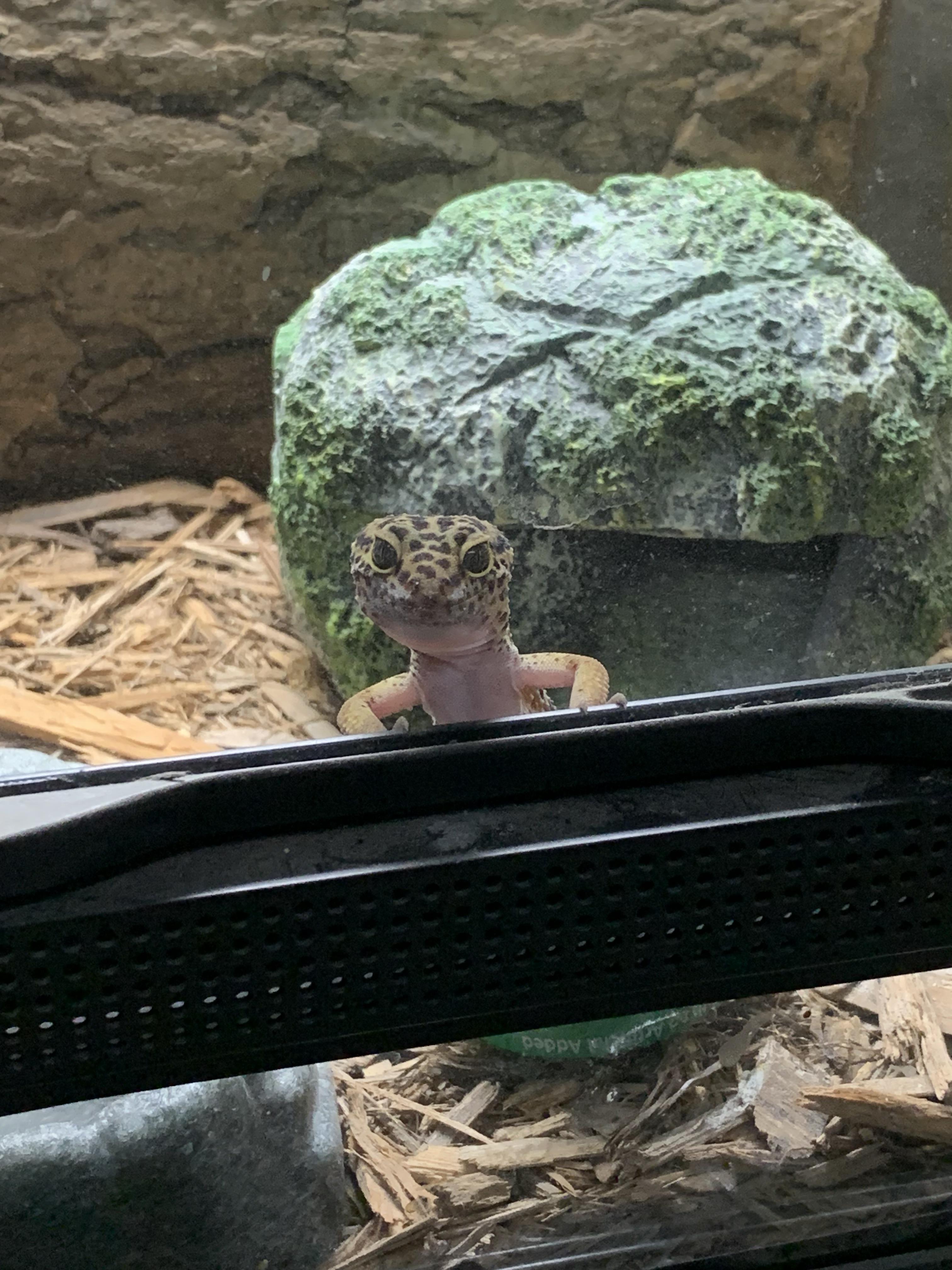 Enlarge Butters, a Adopted Gecko in Raleigh, NC image 2/5