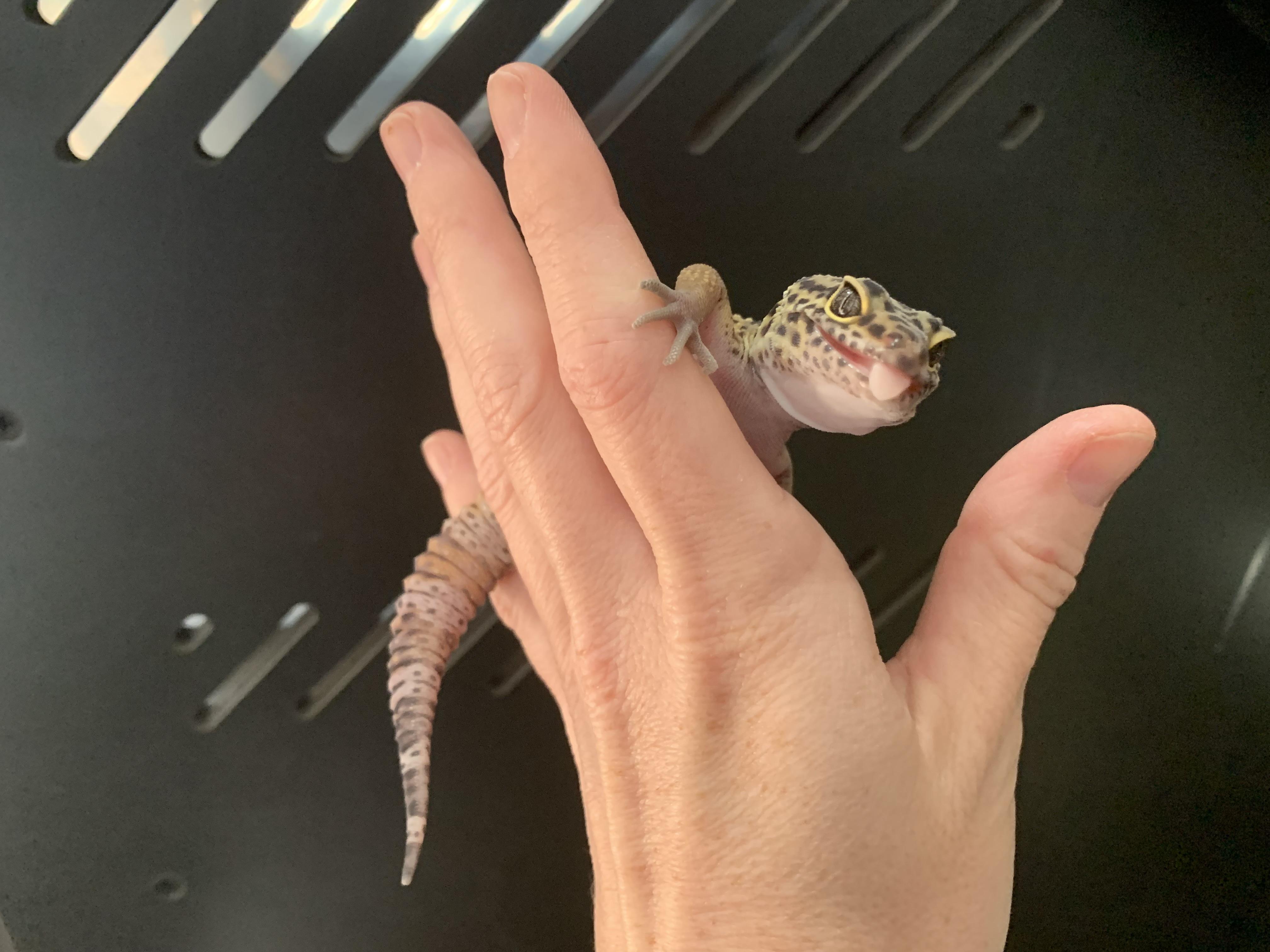 Enlarge Butters, a Adopted Gecko in Raleigh, NC image 3/5