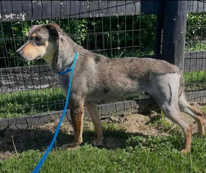 Enlarge Olaf, a Adoptable mixed breed in Indianapolis, IN image 1/2