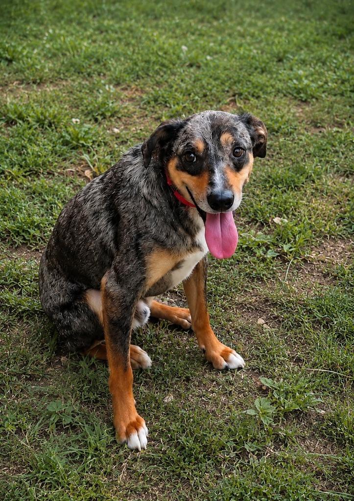 Enlarge Olaf, a Adoptable mixed breed in Indianapolis, IN image 2/2