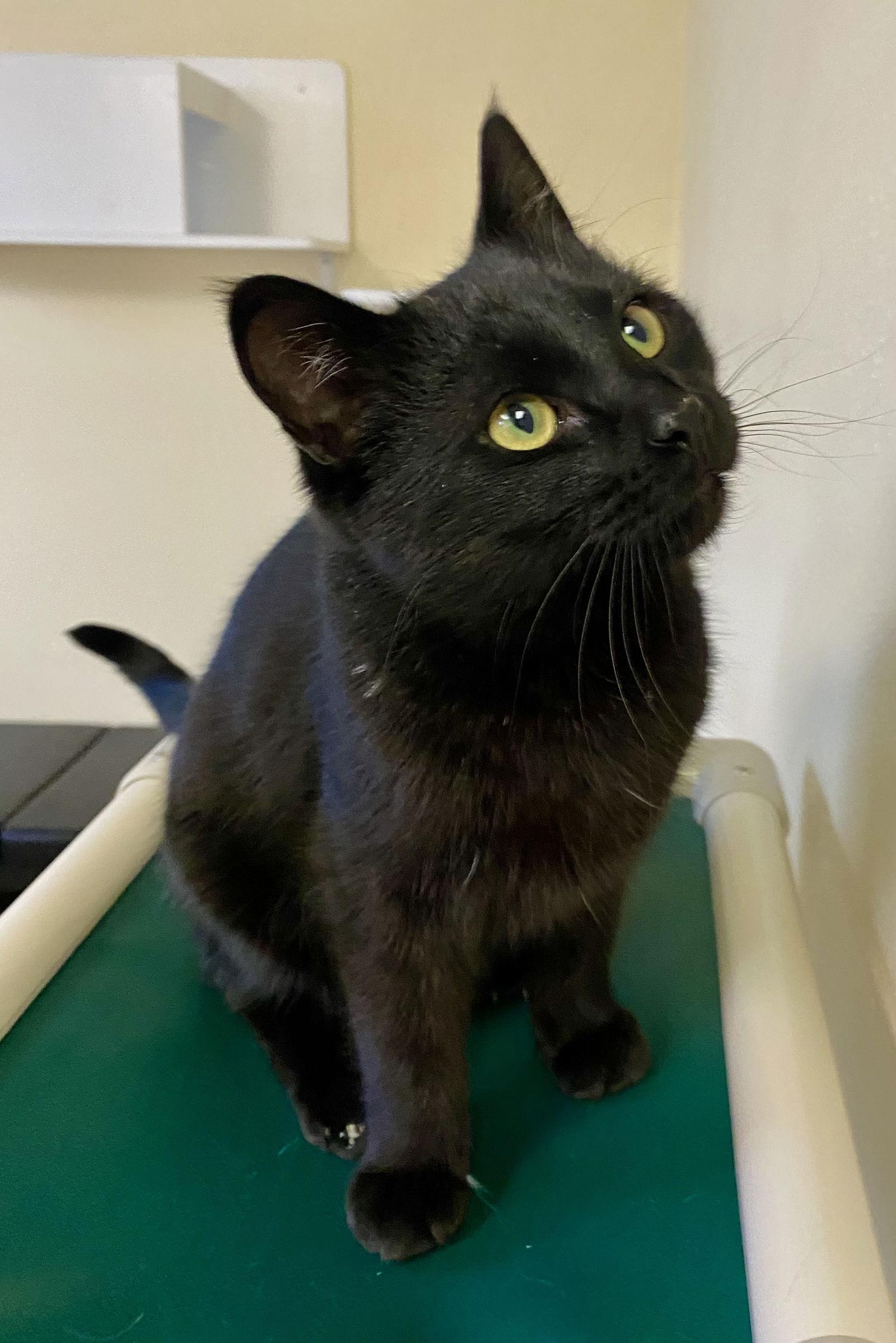 McDuff, Adoptable, Adult Male Domestic Short Hair.