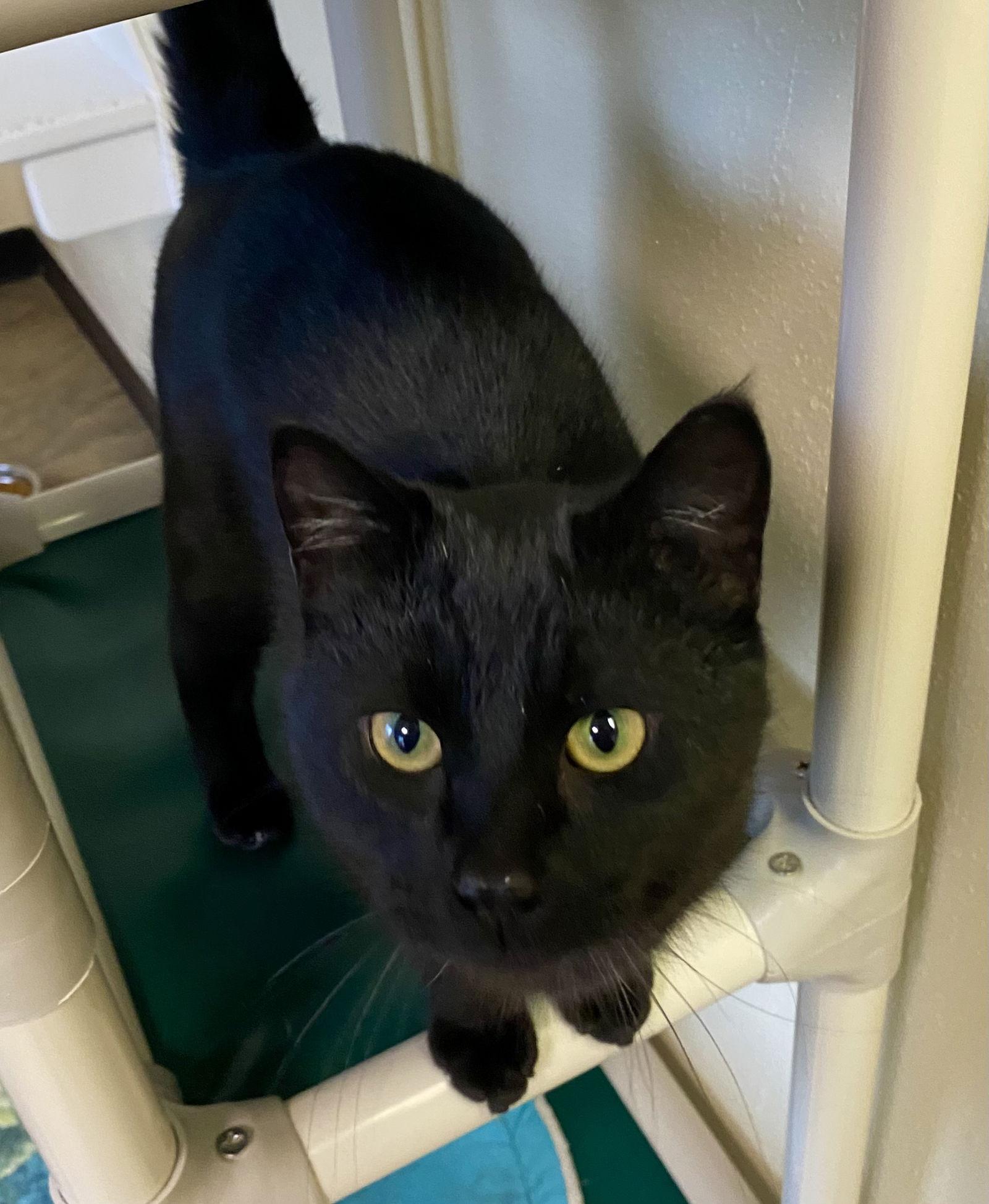 Enlarge McDuff, a Adoptable Domestic Short Hair in Fargo, ND image 2/2