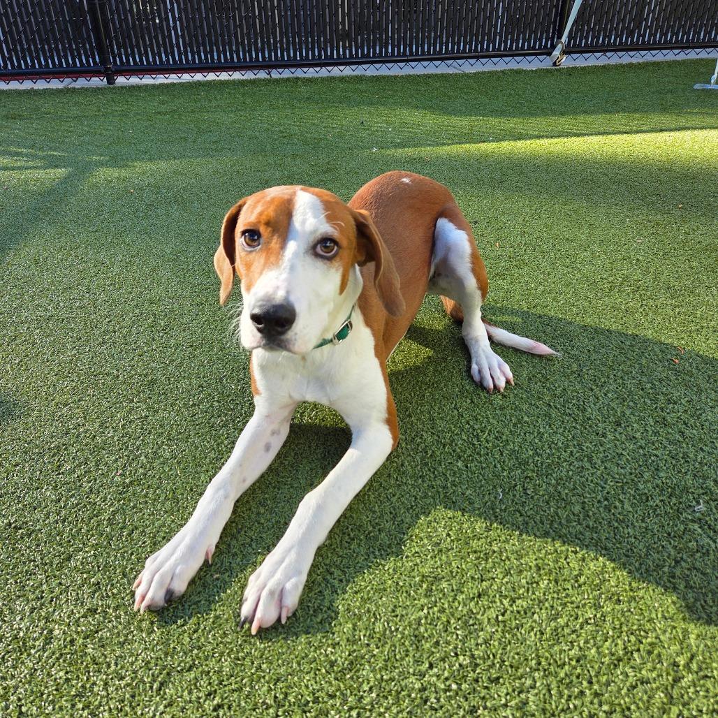 Beetlejuice, Adoptable, Young Male Beagle & Hound.