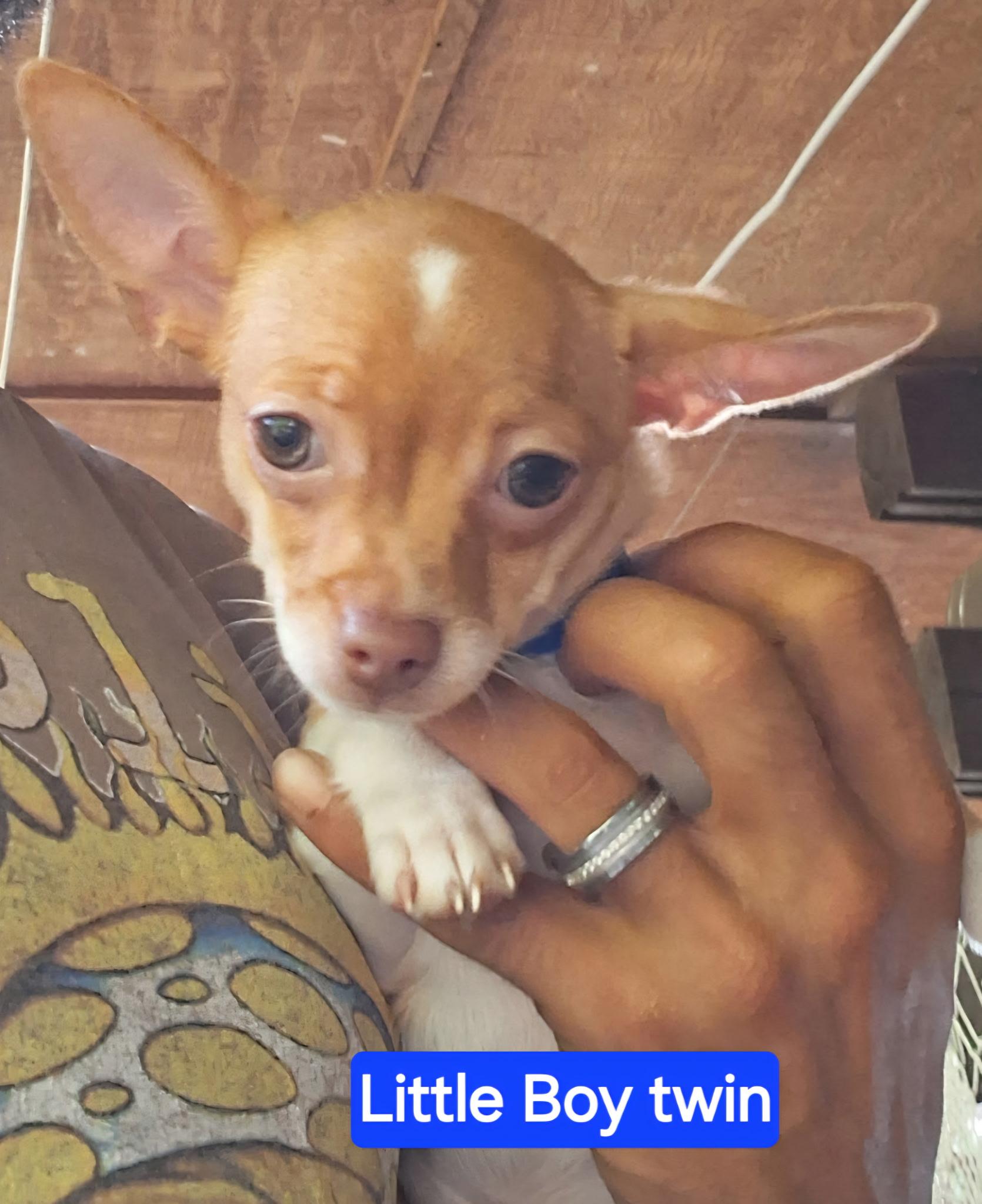 Enlarge Sir Barkley, an adopted Chihuahua in Powder Springs, GA image 1/1