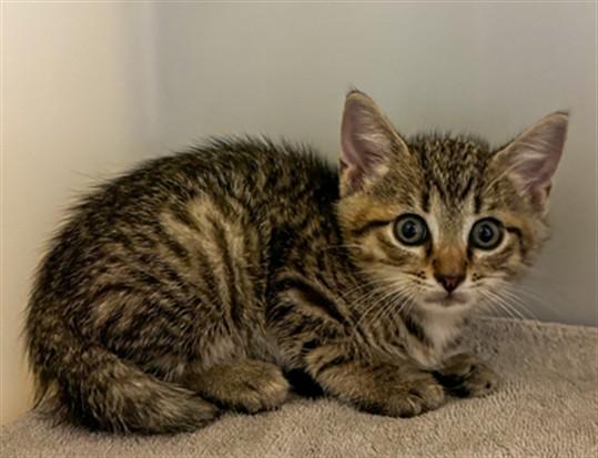 CHAL, Adoptable, Kitten Male Domestic Short Hair.