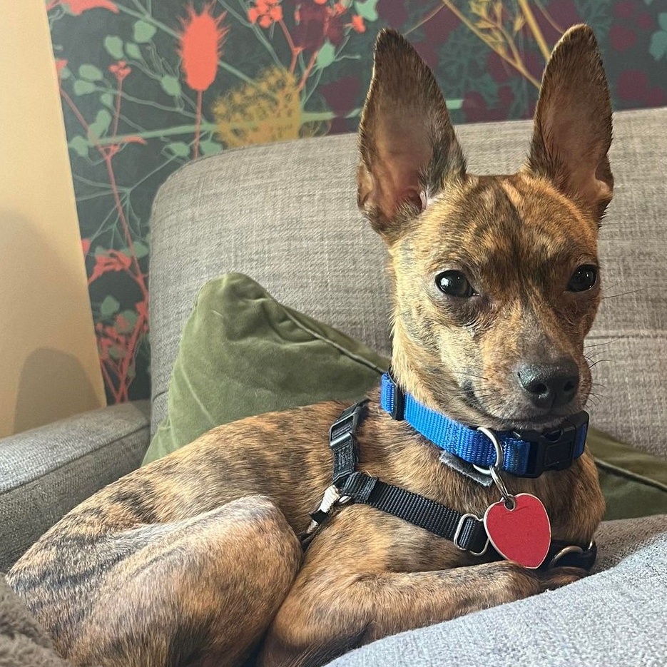 Enlarge Giovanni, a Adoptable mixed breed in Cherry Hill, NJ image 1/6