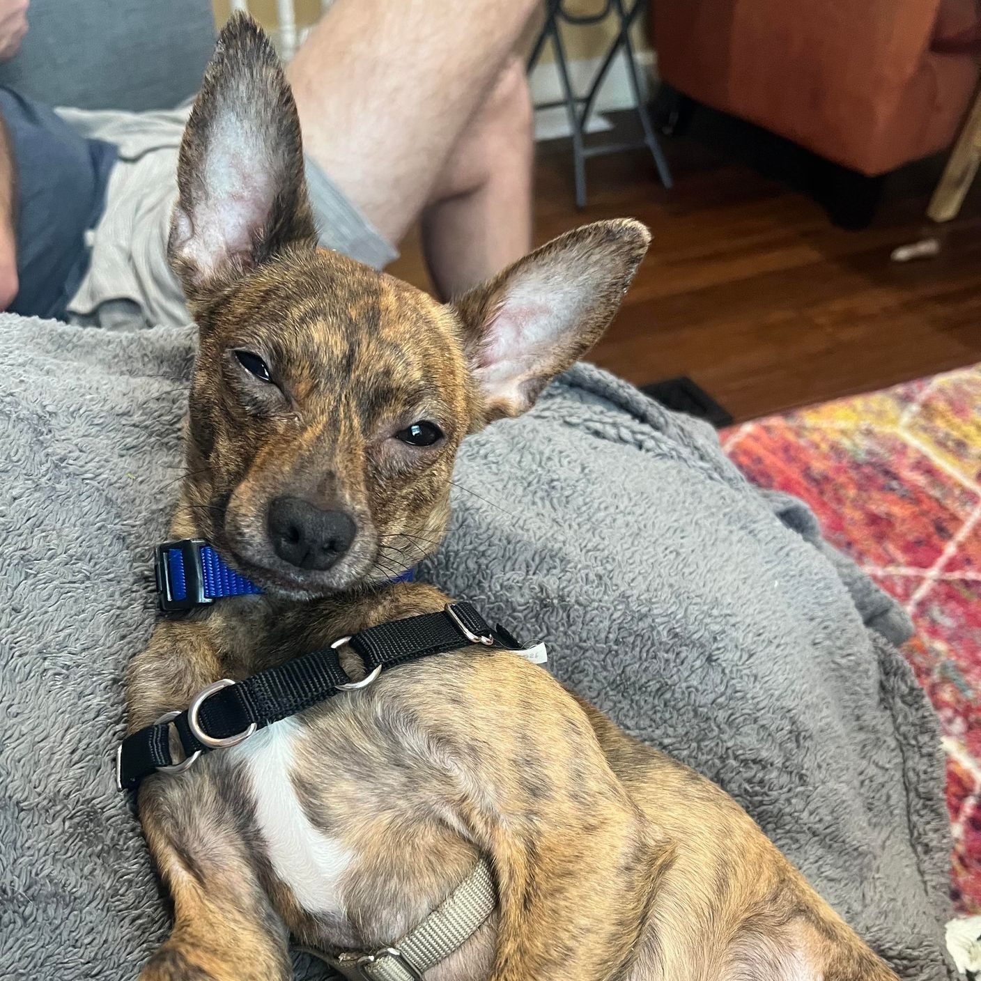 Enlarge Giovanni, a Adoptable mixed breed in Cherry Hill, NJ image 3/6