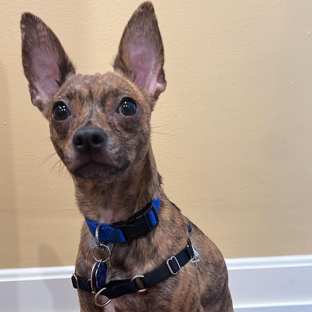 Enlarge Giovanni, a Adoptable mixed breed in Cherry Hill, NJ image 2/6