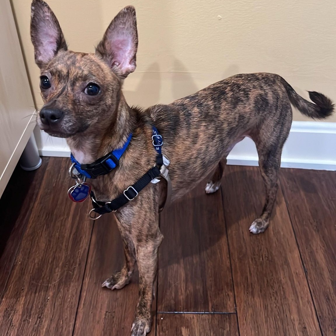 Enlarge Giovanni, a Adoptable mixed breed in Cherry Hill, NJ image 4/6