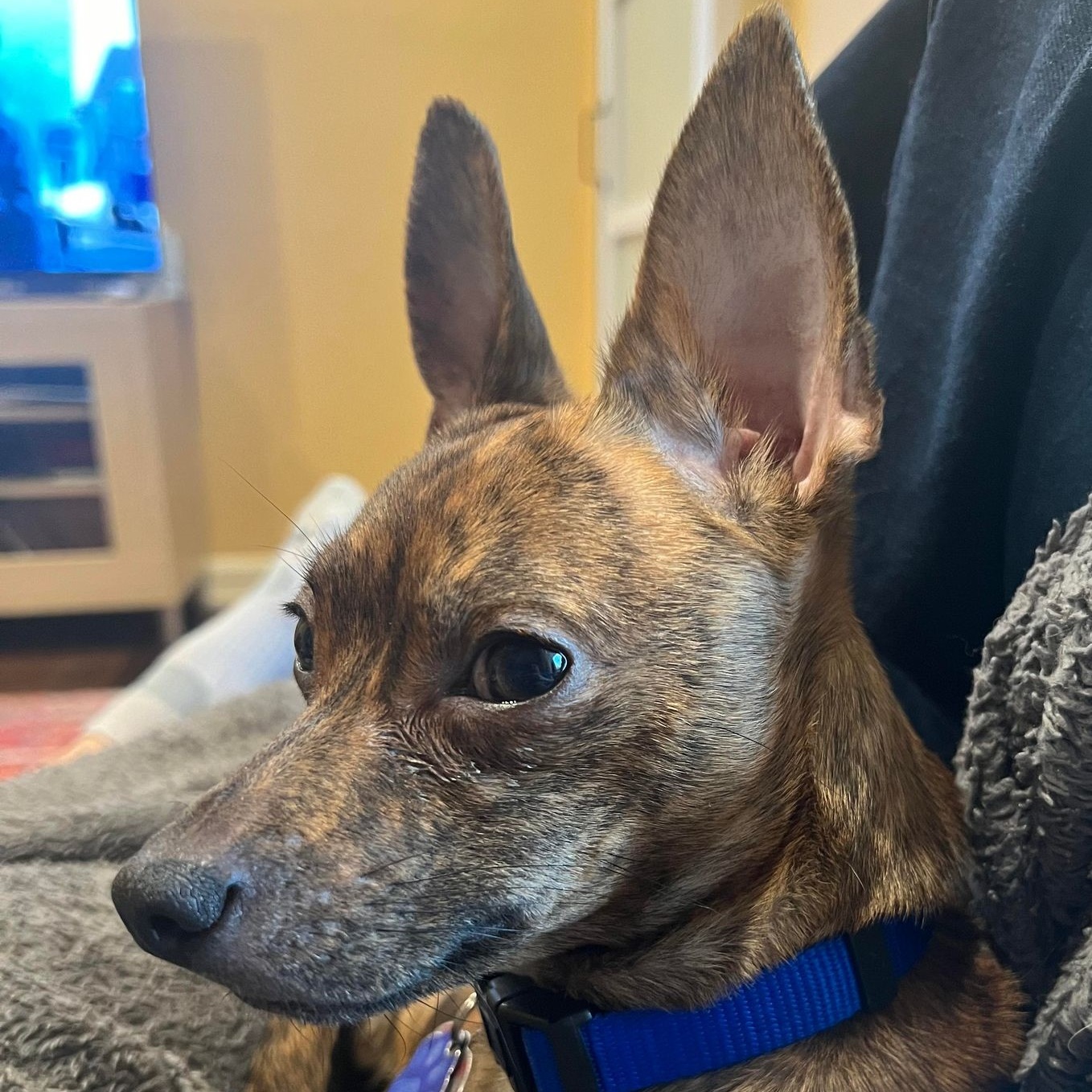 Enlarge Giovanni, a Adoptable mixed breed in Cherry Hill, NJ image 5/6