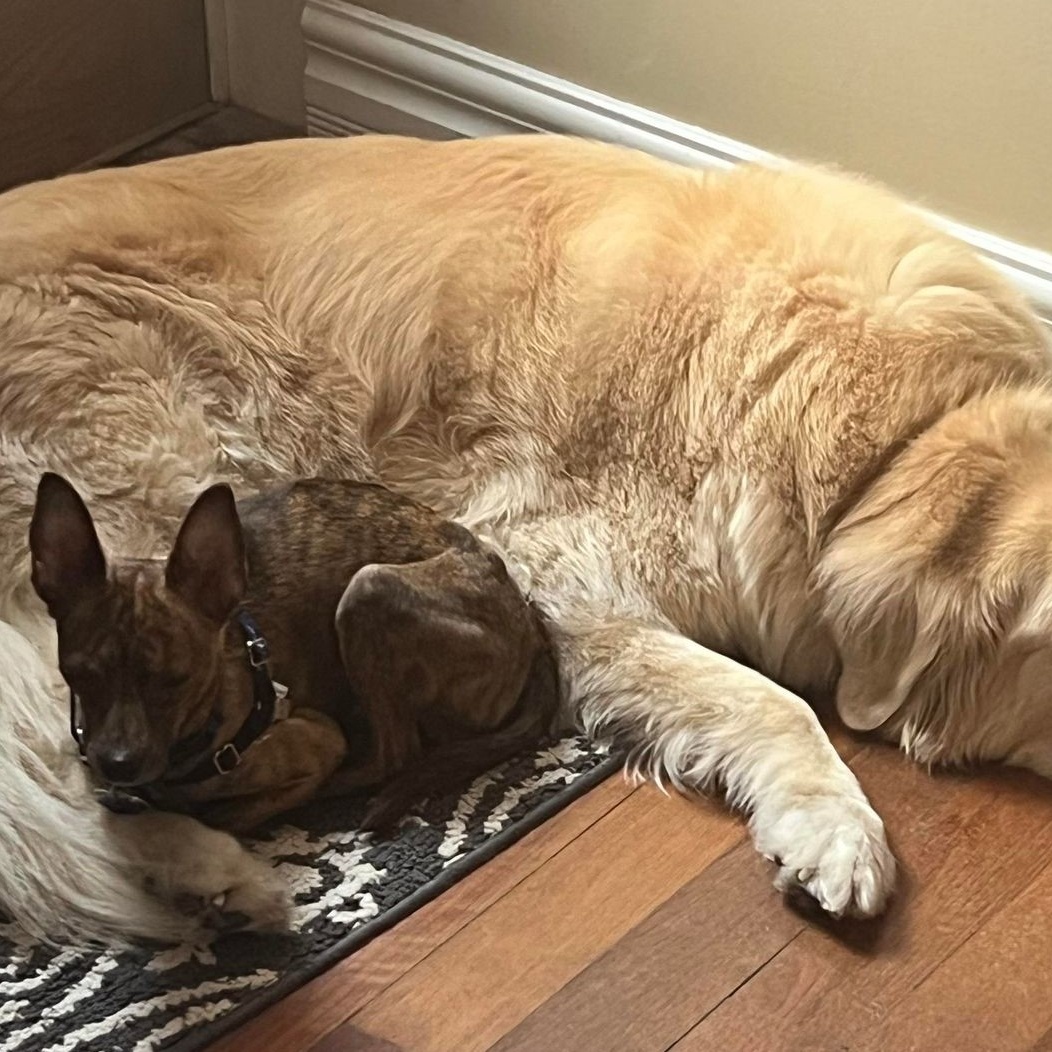 Enlarge Giovanni, a Adoptable mixed breed in Cherry Hill, NJ image 6/6