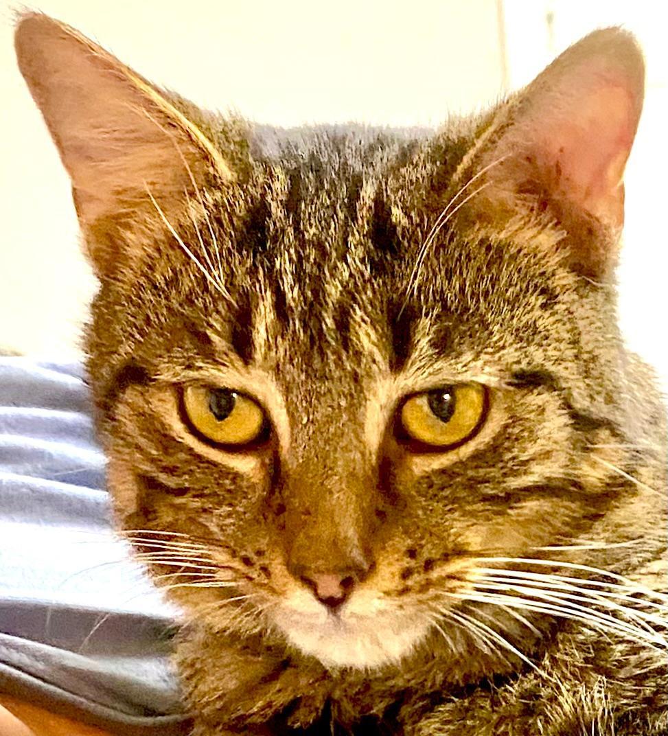 Carpenter, ADOPTABLE, Adult Male Domestic Short Hair.