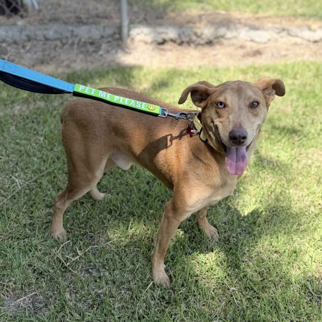 Nicks, a Adoptable mixed breed in Carencro, LA image 1/6