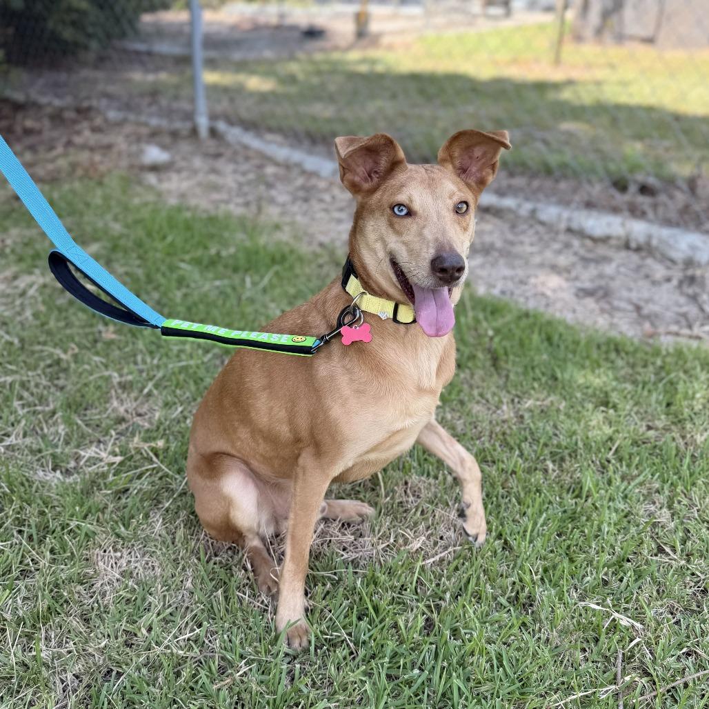 Nicks, a Adoptable mixed breed in Carencro, LA image 2/6