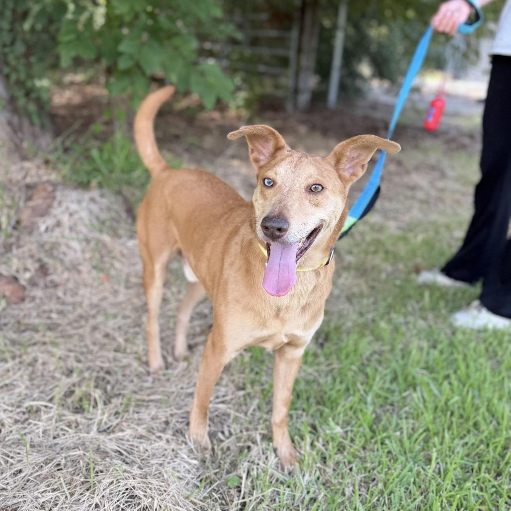 Nicks, a Adoptable mixed breed in Carencro, LA image 3/6