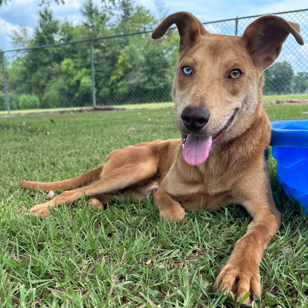 Nicks, Adoptable, Adult Male Catahoula Leopard Dog & Hound.