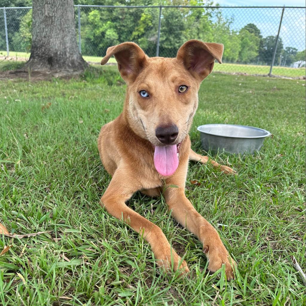 Nicks, a Adoptable mixed breed in Carencro, LA image 2/3