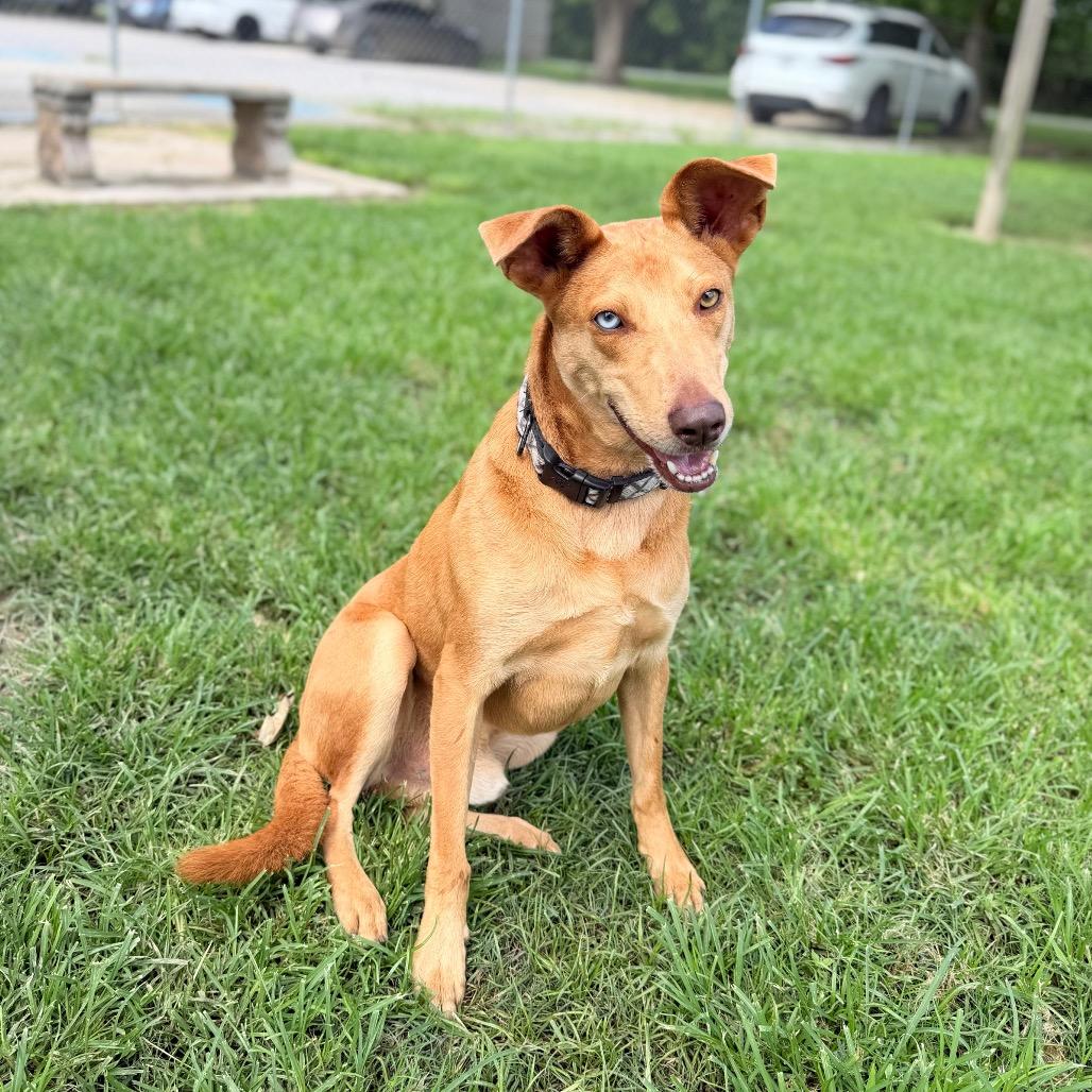 Nicks, a Adoptable mixed breed in Carencro, LA image 3/3