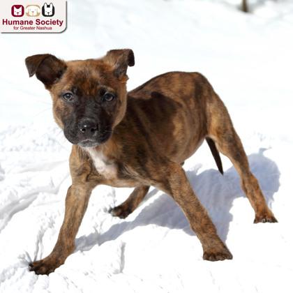Enlarge Romeo, a ADOPTABLE mixed breed in Nashua, NH image 2/2