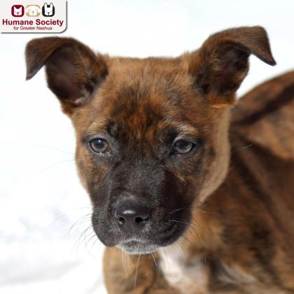 Enlarge Romeo, a ADOPTABLE mixed breed in Nashua, NH image 1/2