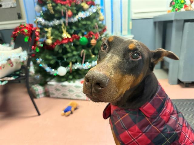 JAIN, Adoptable, Adult Female Doberman Pinscher.