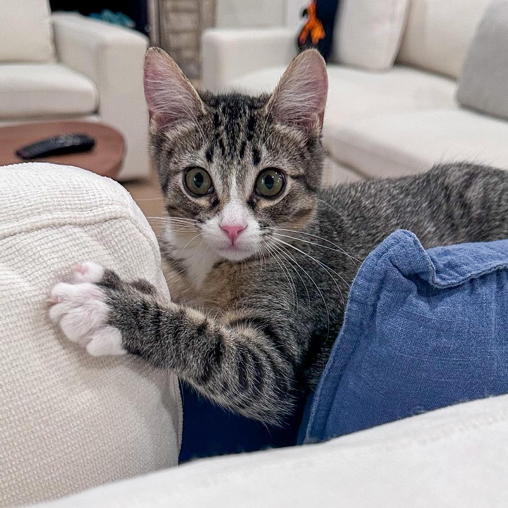 Taylor Jewel, Adoptable, Kitten Female Domestic Short Hair.