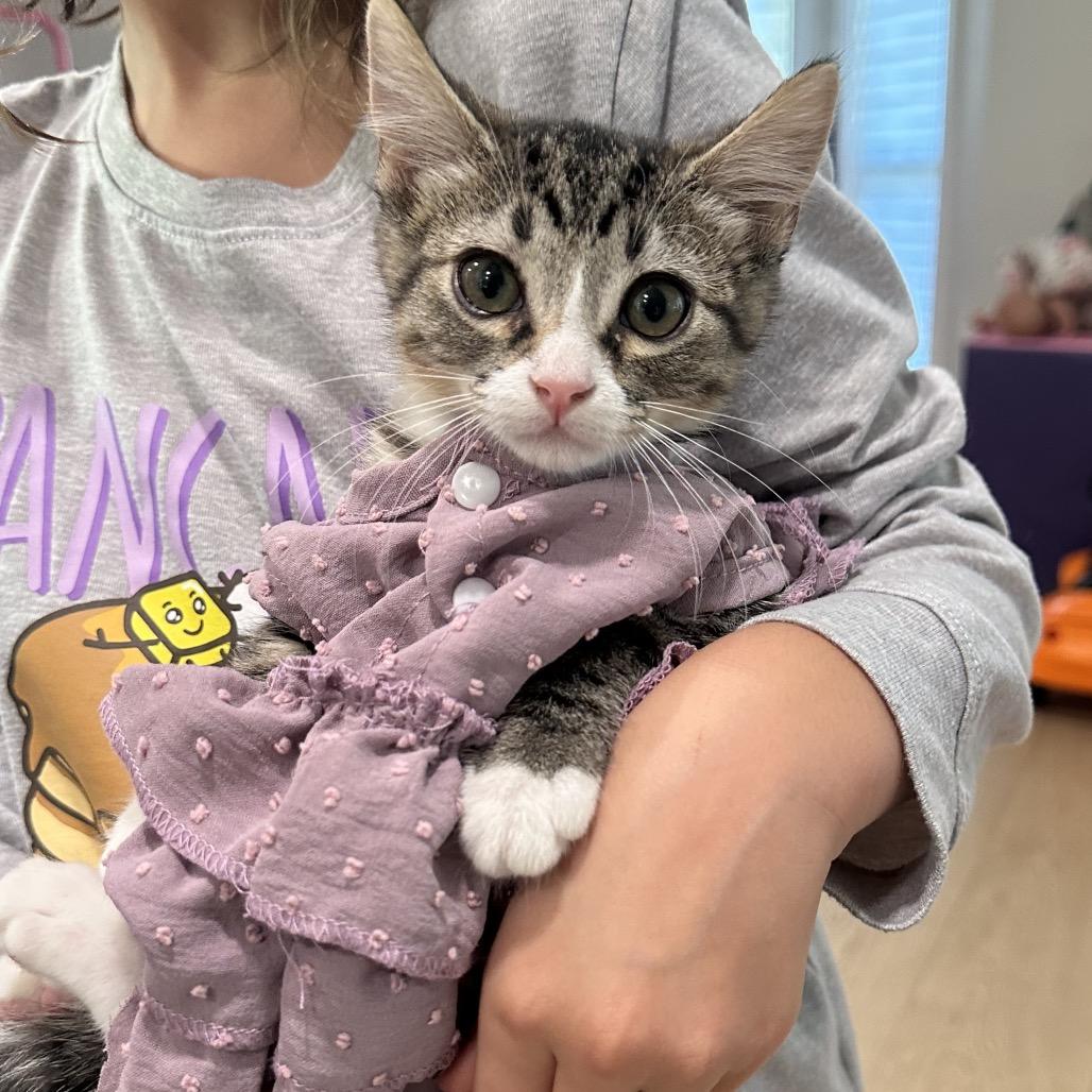 Enlarge Taylor Jewel, a Adoptable Domestic Short Hair in Boerne, TX image 2/3