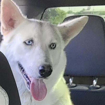 Enlarge Diamond, a Adoptable Shepherd in Danbury, CT image 2/3