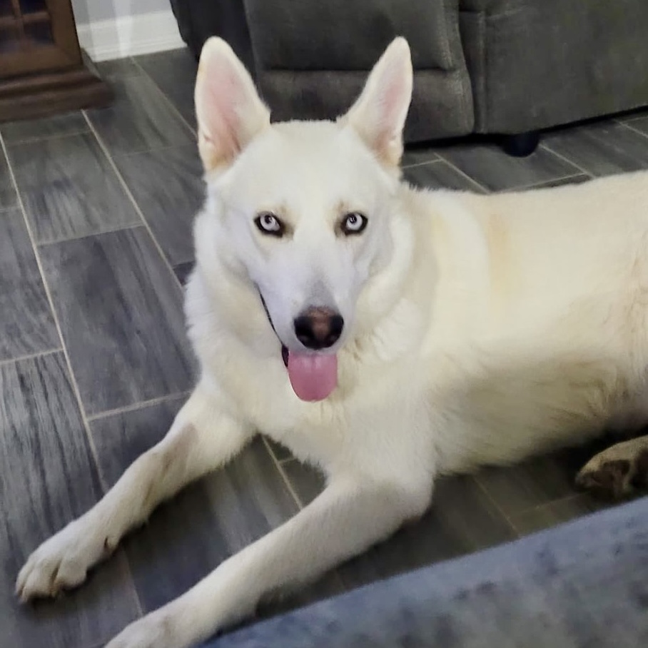 Enlarge Diamond, a Adoptable Shepherd in Danbury, CT image 1/3