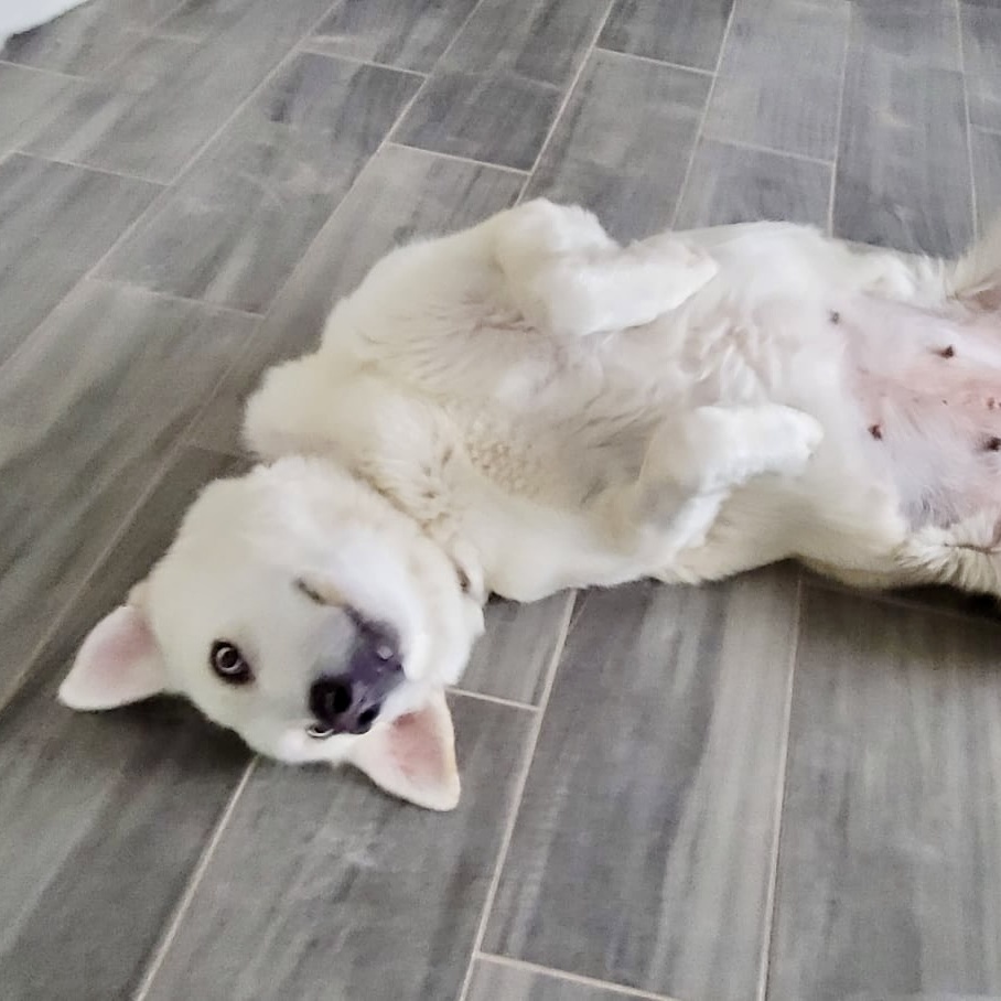 Enlarge Diamond, a Adoptable Shepherd in Danbury, CT image 3/3