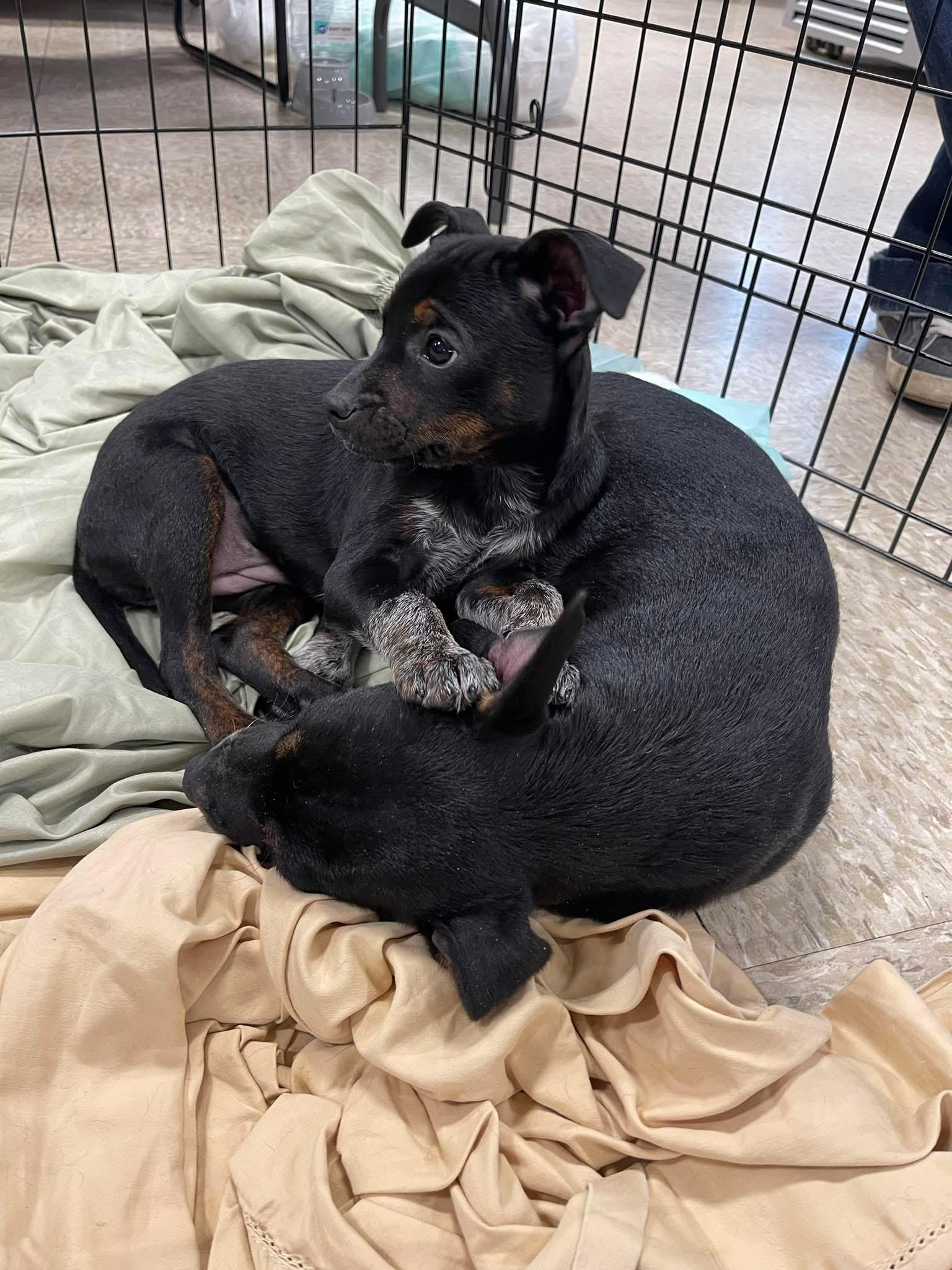 Starburst, adopted, Puppy Female Miniature Schnauzer & Chihuahua.