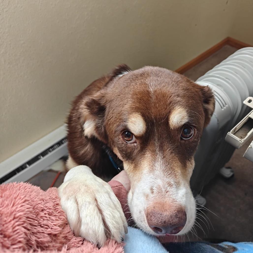 Hank, Adoptable, Adult Male Greater Swiss Mountain Dog & Mixed Breed.