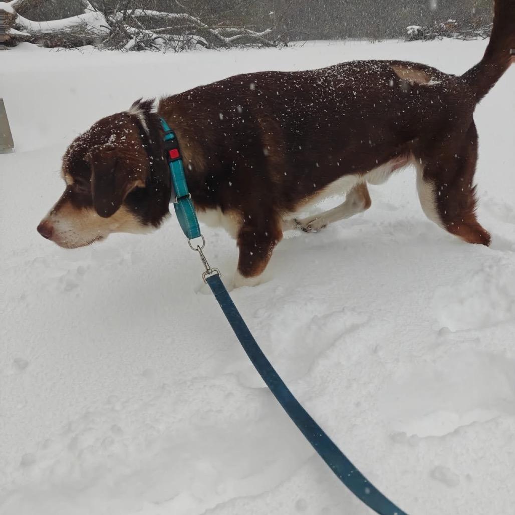 Enlarge Hank, a Adoptable mixed breed in Tomah, WI image 2/5