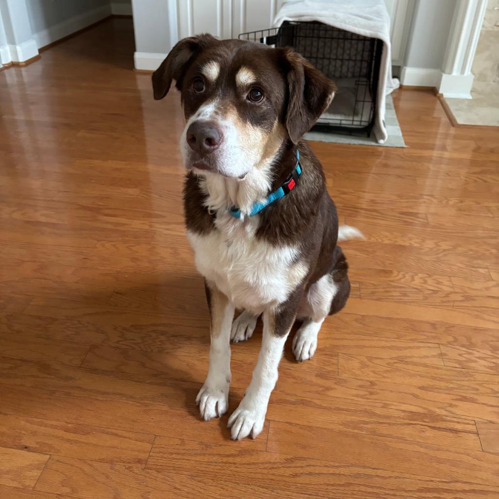 Enlarge Hank, a Adoptable mixed breed in Tomah, WI image 3/5