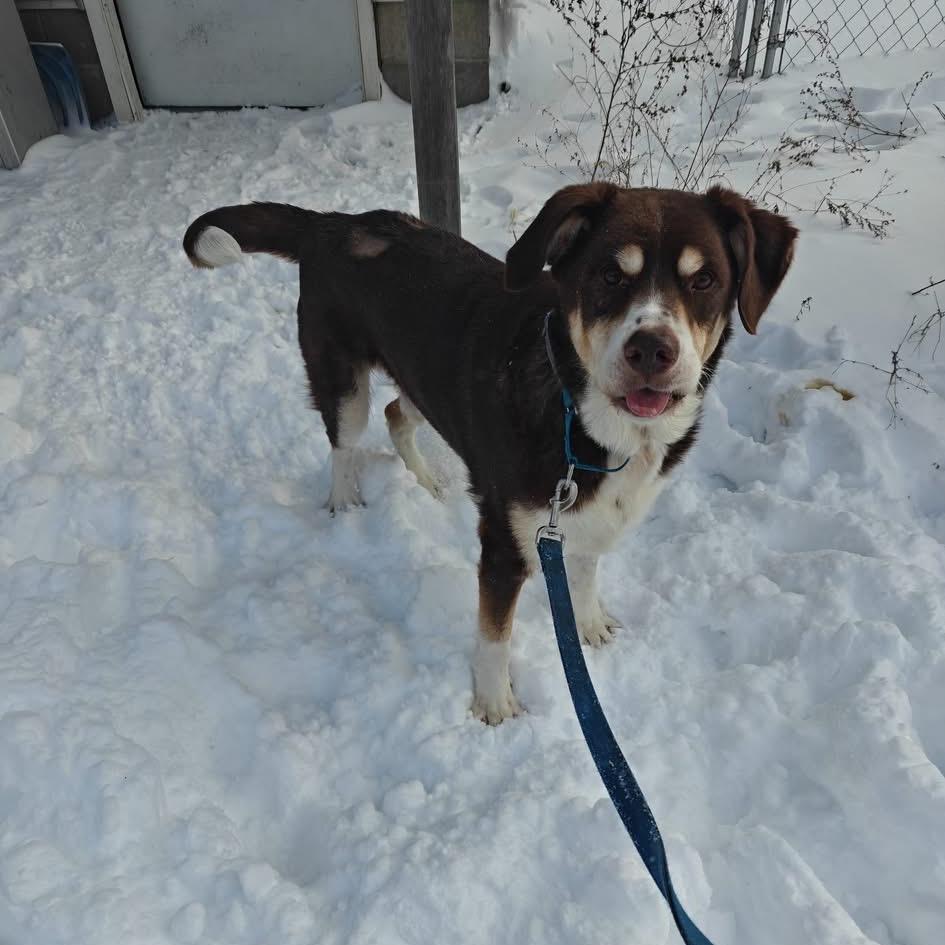 Enlarge Hank, a Adoptable mixed breed in Tomah, WI image 4/5
