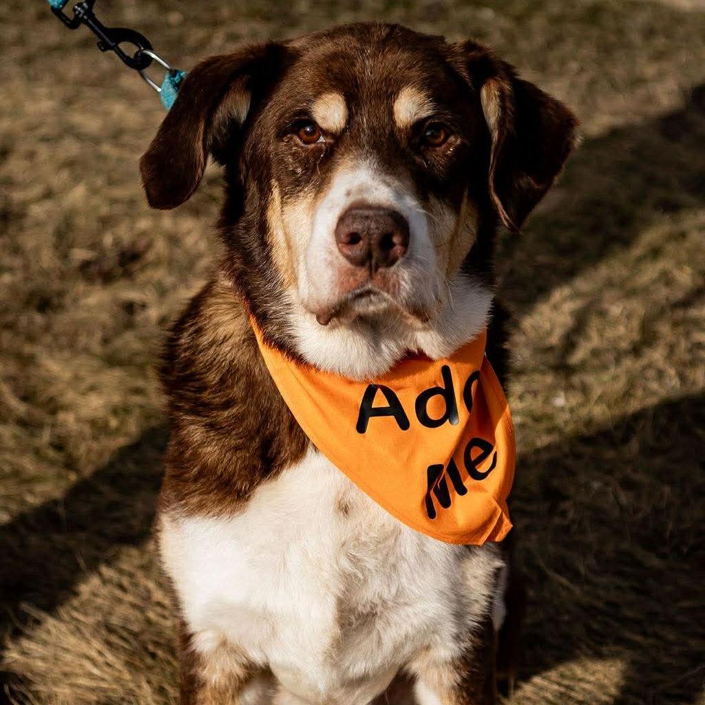 Enlarge Hank, a Adoptable mixed breed in Tomah, WI image 5/5