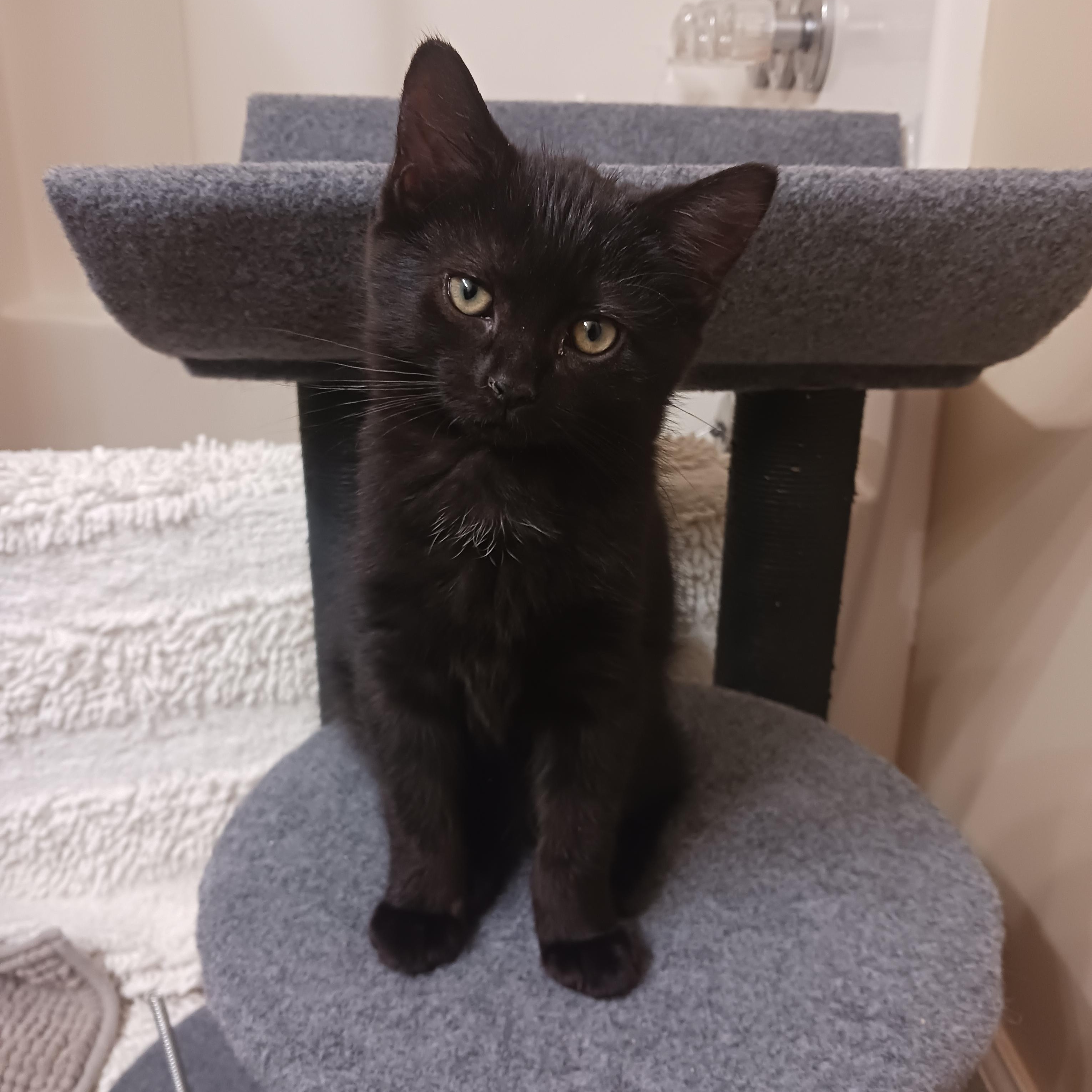 Enlarge Bobble, an adopted Domestic Short Hair in Morgantown, WV image 1/5