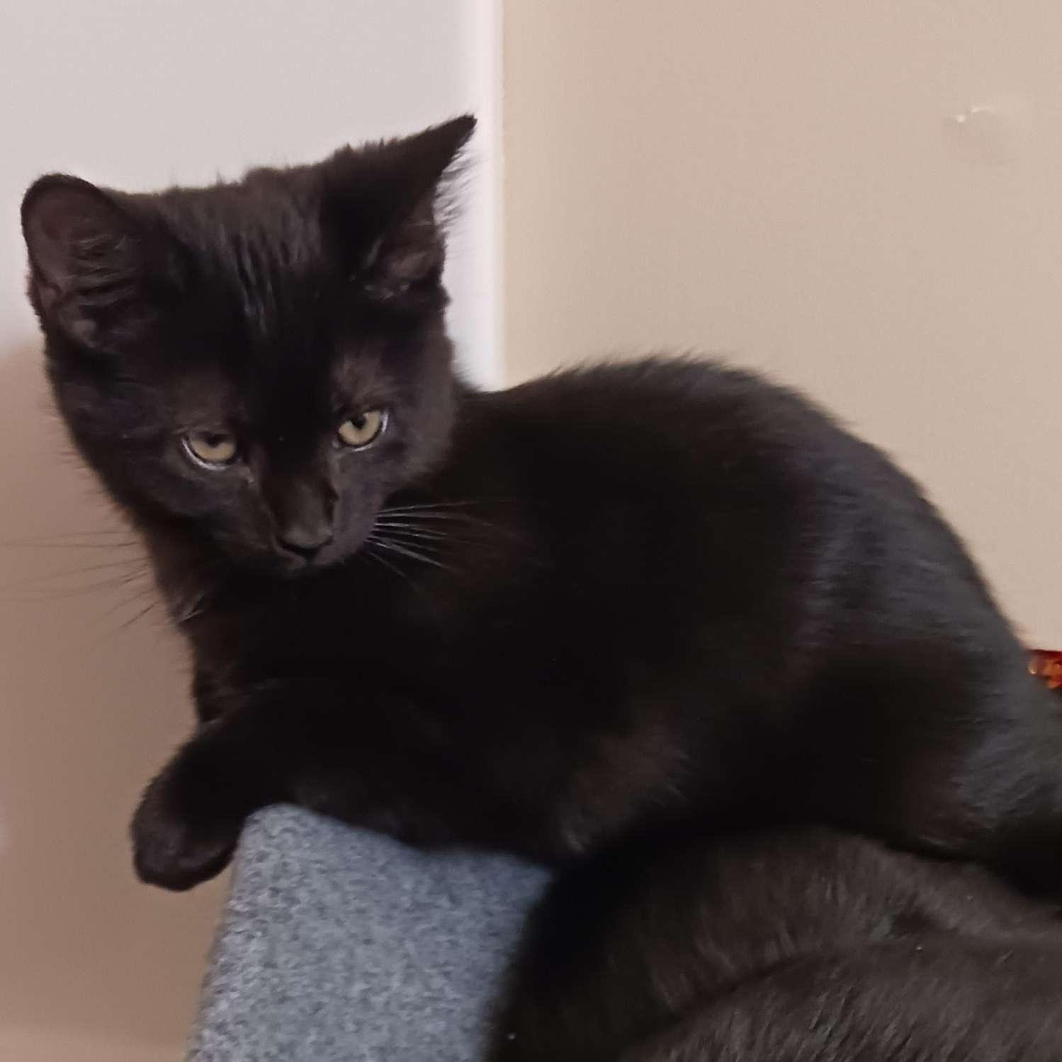 Enlarge Bobble, an adopted Domestic Short Hair in Morgantown, WV image 5/5