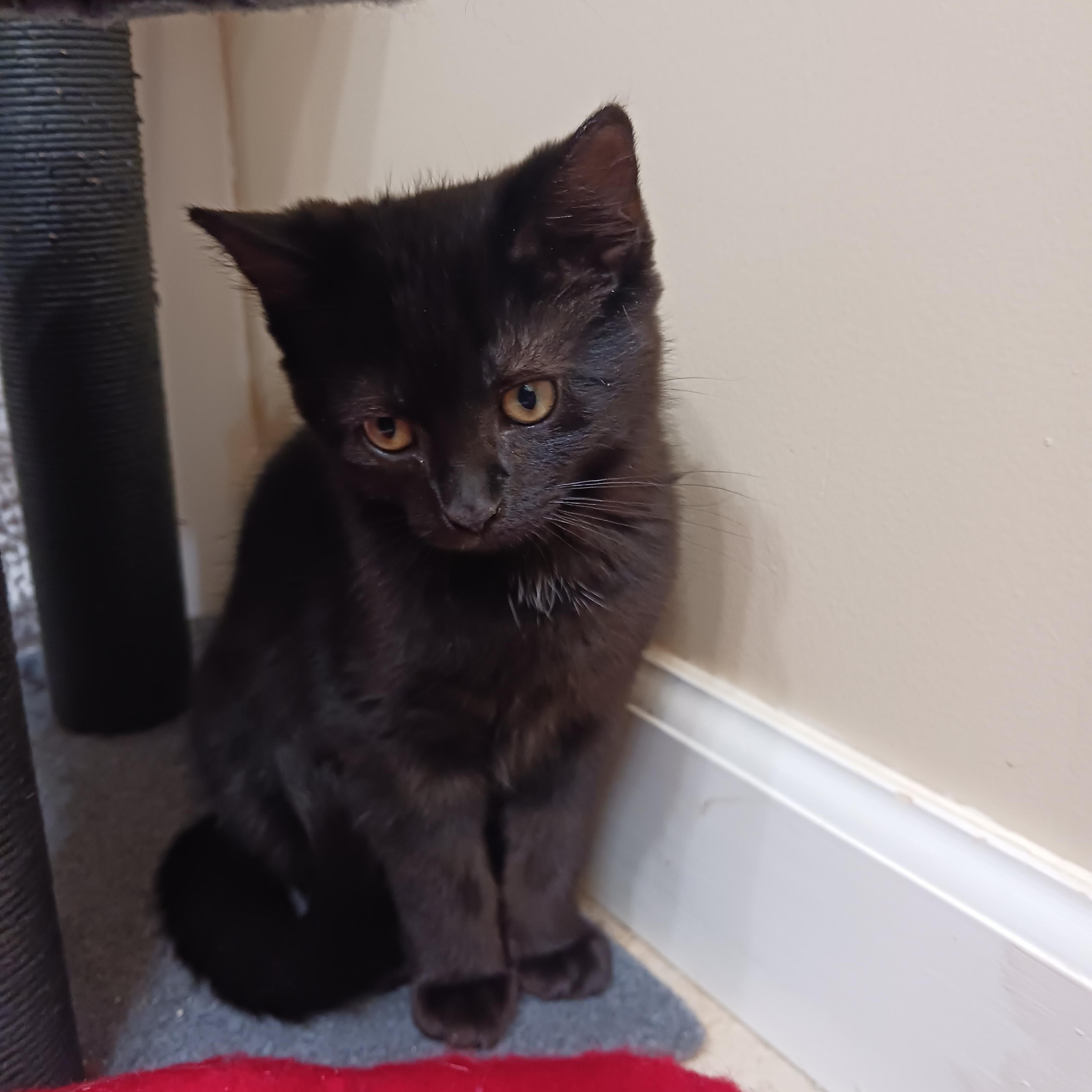 Enlarge Bobble, an adopted Domestic Short Hair in Morgantown, WV image 3/5