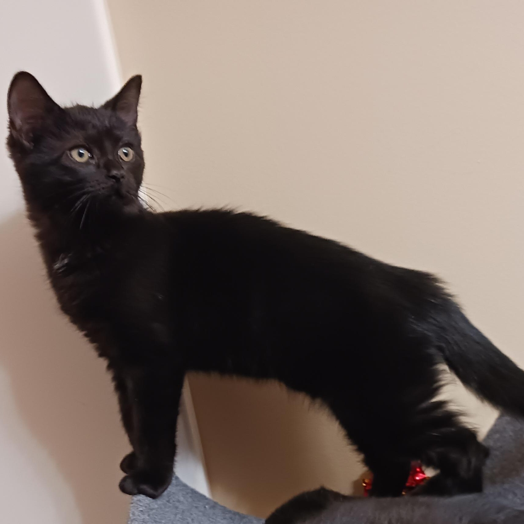 Enlarge Bobble, an adopted Domestic Short Hair in Morgantown, WV image 2/5