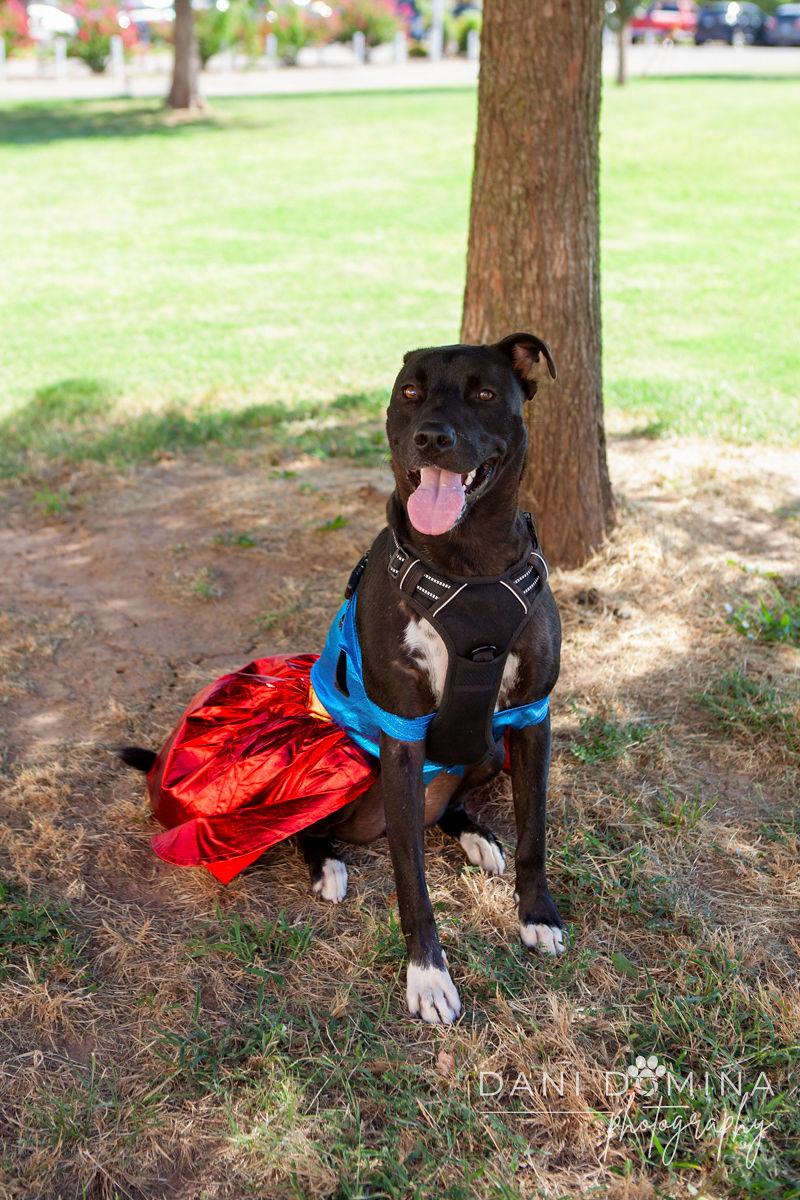 May, a Adoptable American Staffordshire Terrier in Choctaw, OK image 2/5