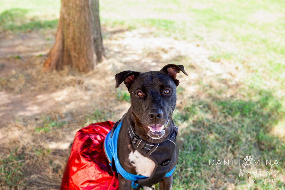 May, a Adoptable American Staffordshire Terrier in Choctaw, OK image 1/5