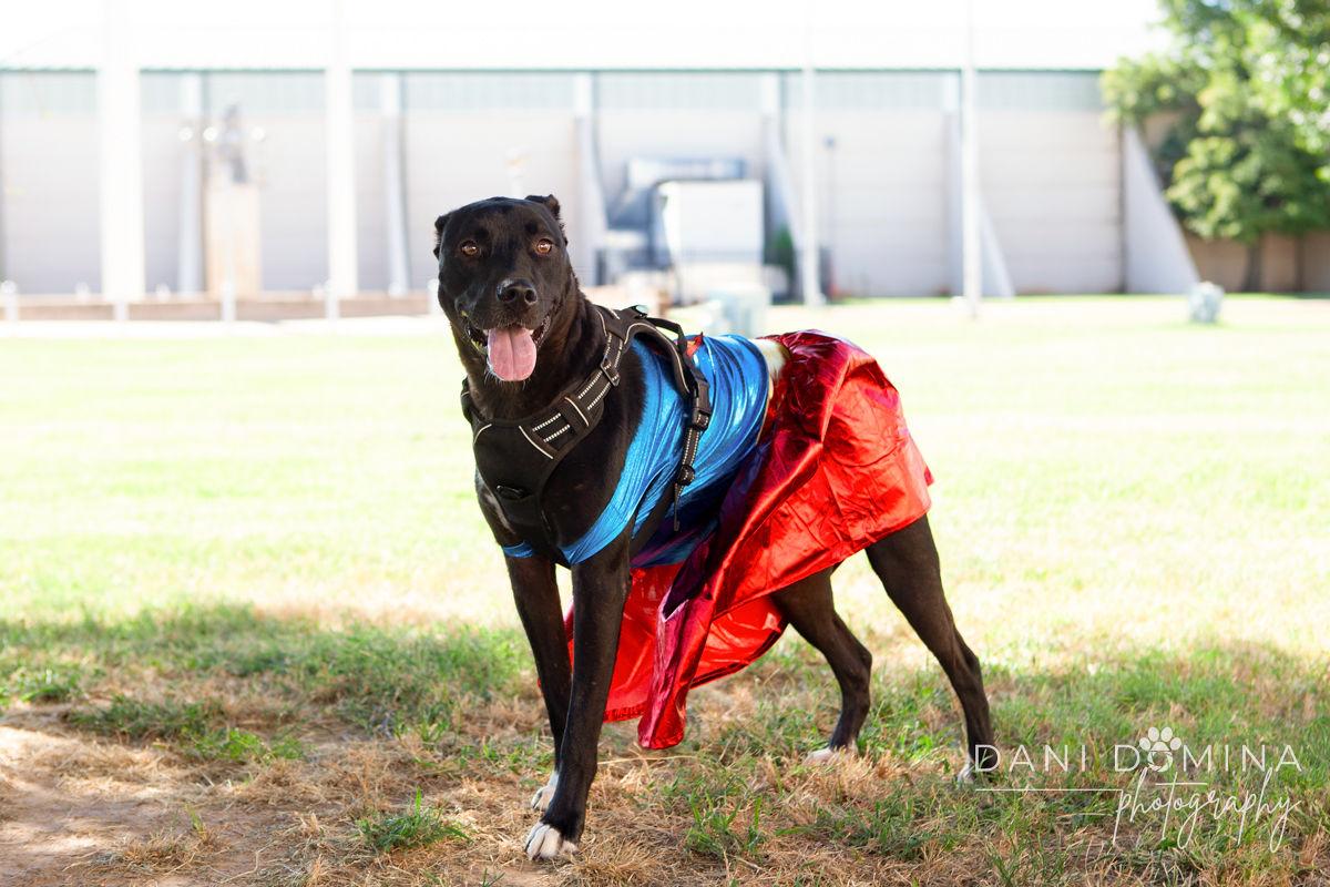 May, a Adoptable American Staffordshire Terrier in Choctaw, OK image 4/5