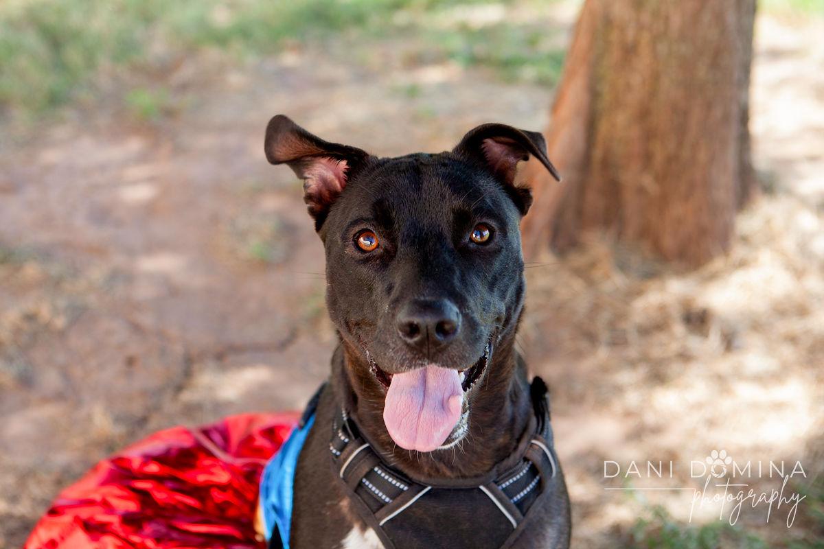 May, a Adoptable American Staffordshire Terrier in Choctaw, OK image 3/5