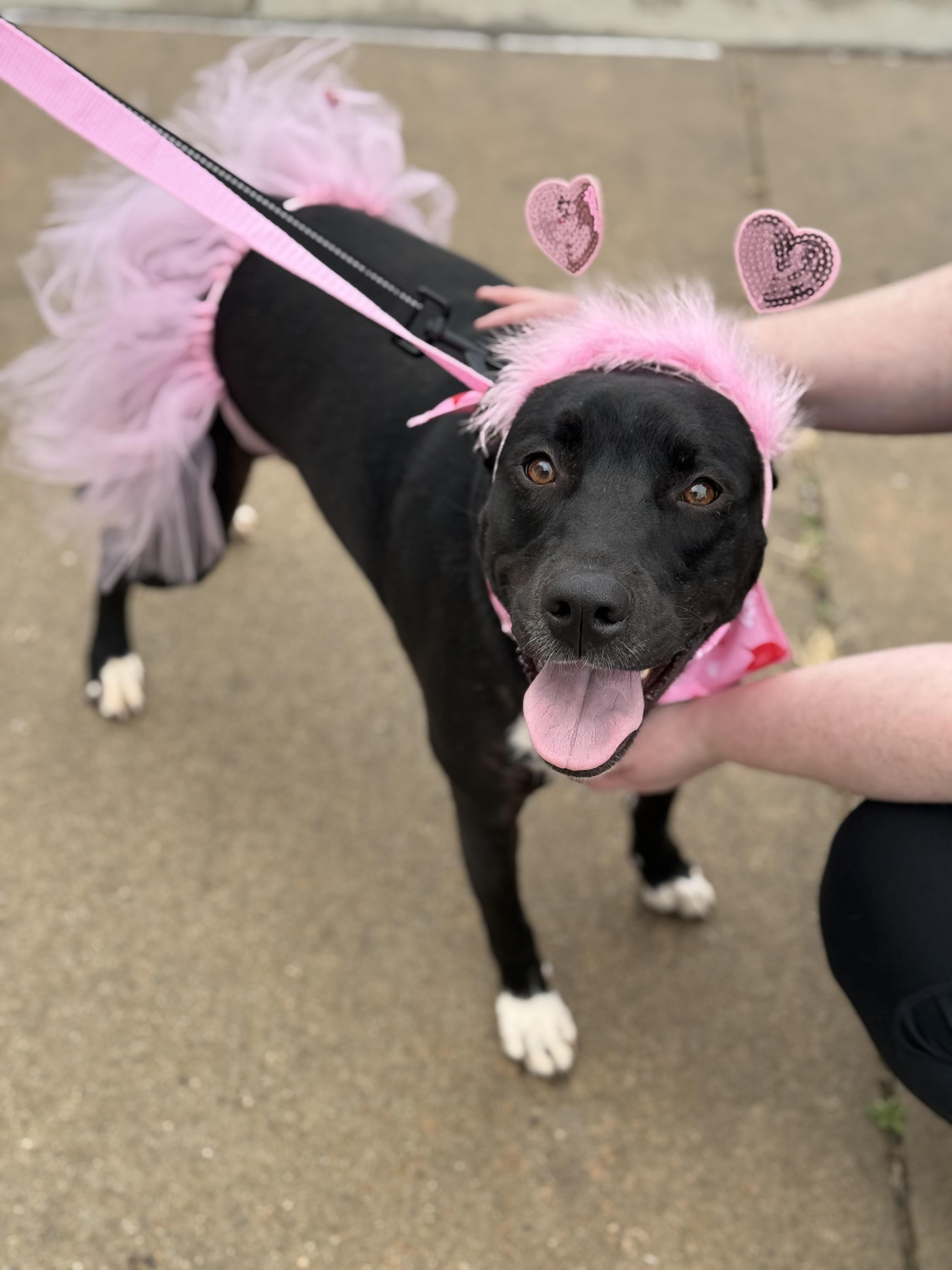 Enlarge May, a Adoptable American Staffordshire Terrier in Choctaw, OK image 2/6