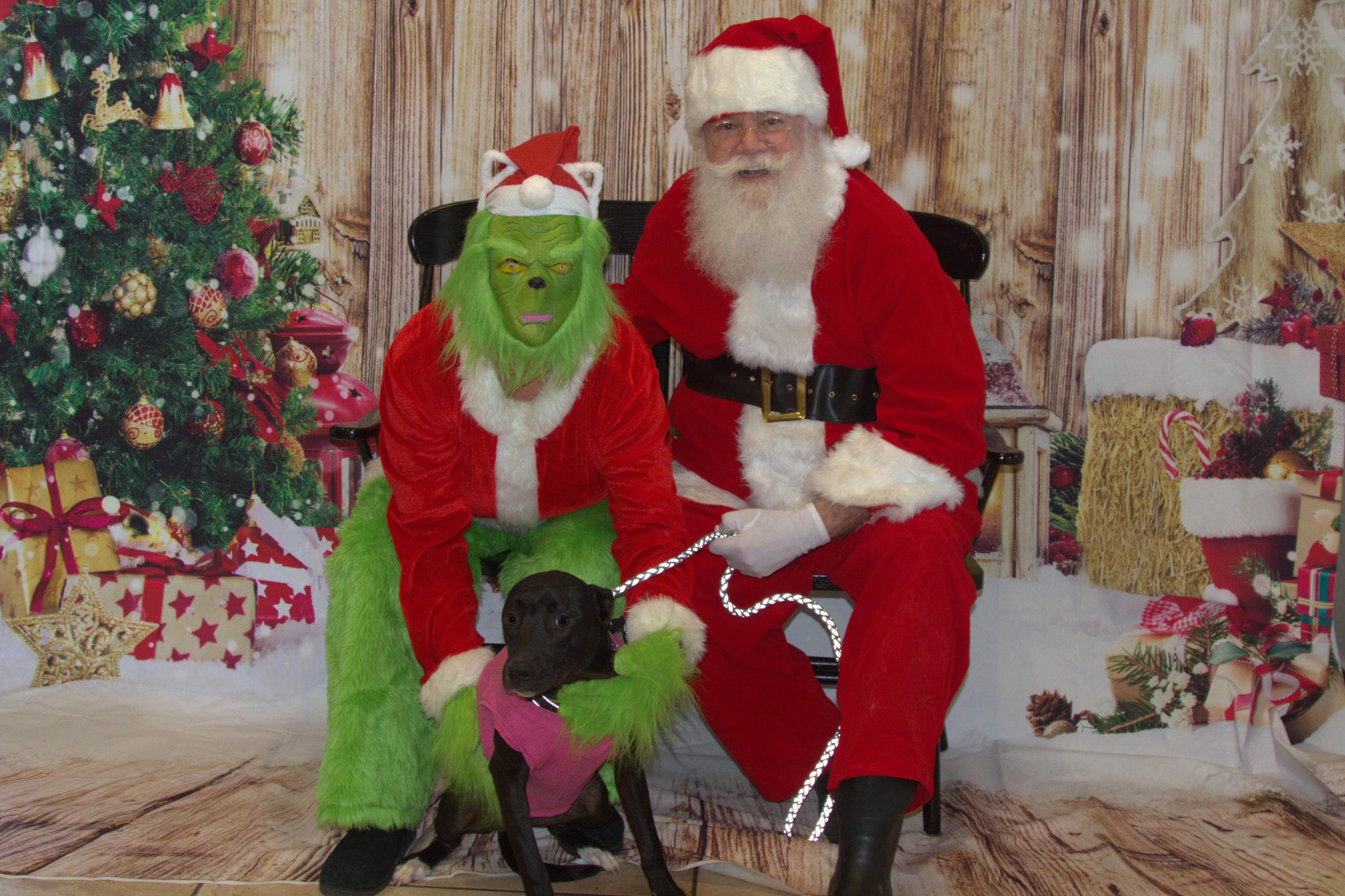 May, a Adoptable American Staffordshire Terrier in Choctaw, OK image 5/5