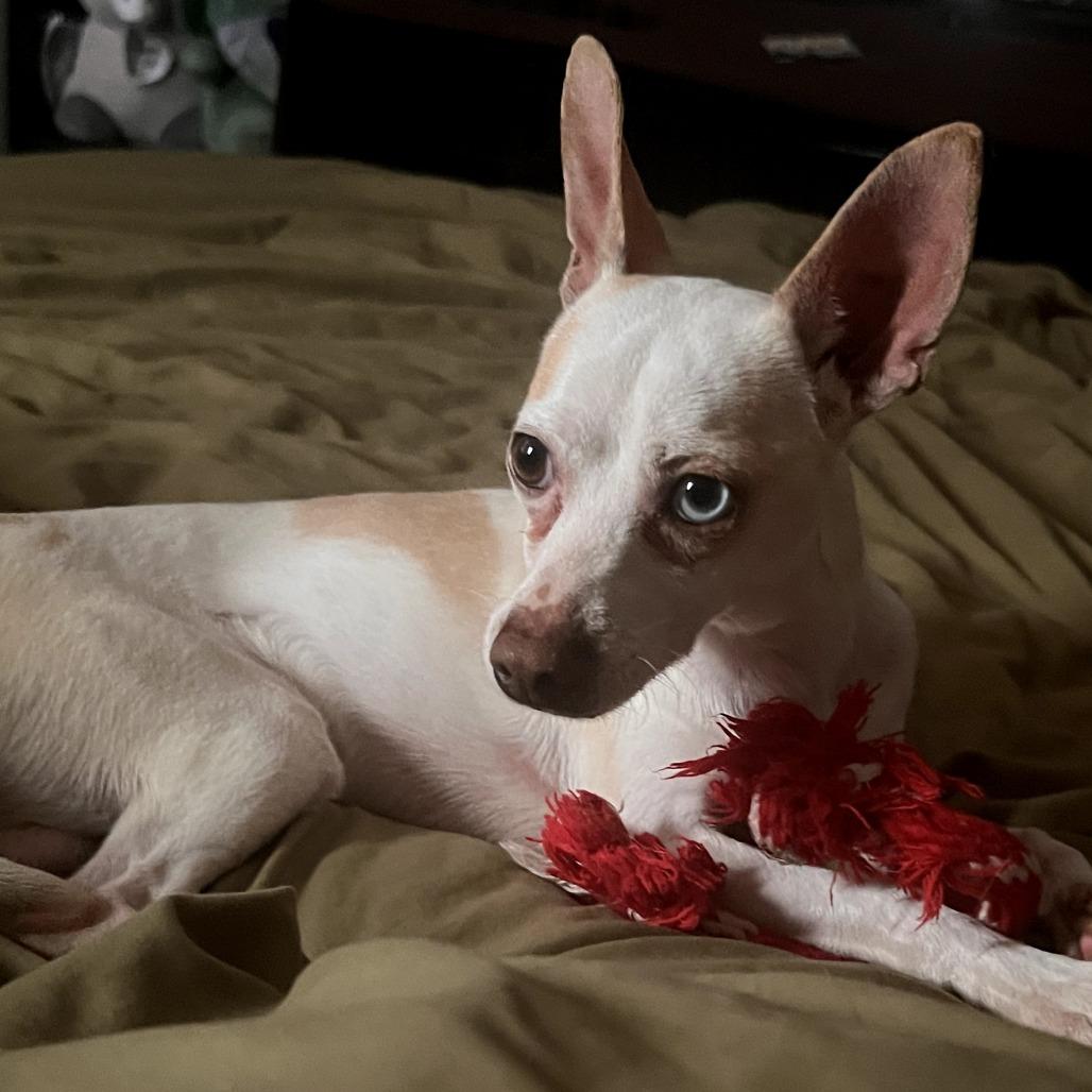 Enlarge Mookie, a Adoptable Chihuahua in Calimesa, CA image 1/3